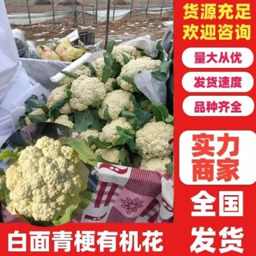 砀山万亩有机花菜，菜花，甘蓝产地直供量大从优