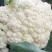 砀山万亩有机花菜，菜花，甘蓝产地直供量大从优