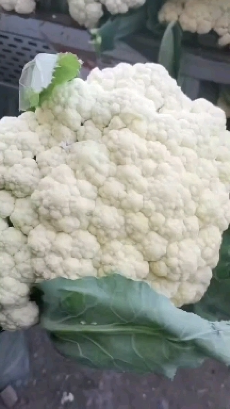 砀山万亩有机花菜，菜花，甘蓝产地直供量大从优