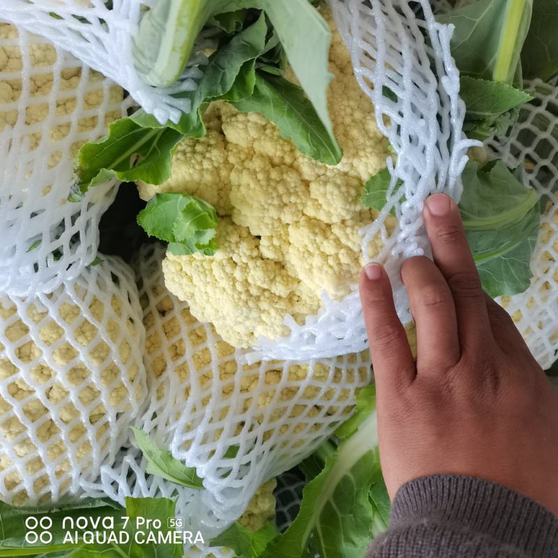 砀山万亩有机花菜，菜花，甘蓝产地直供量大从优