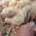 大姜