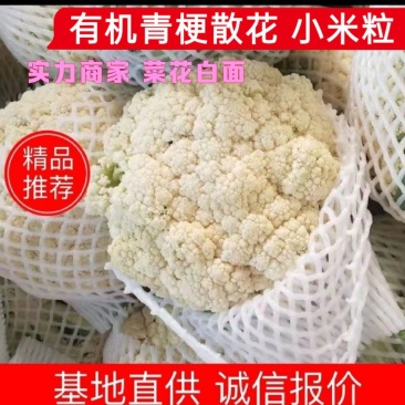 有机花菜青梗菜花小米粒安徽菜花白面花菜可代