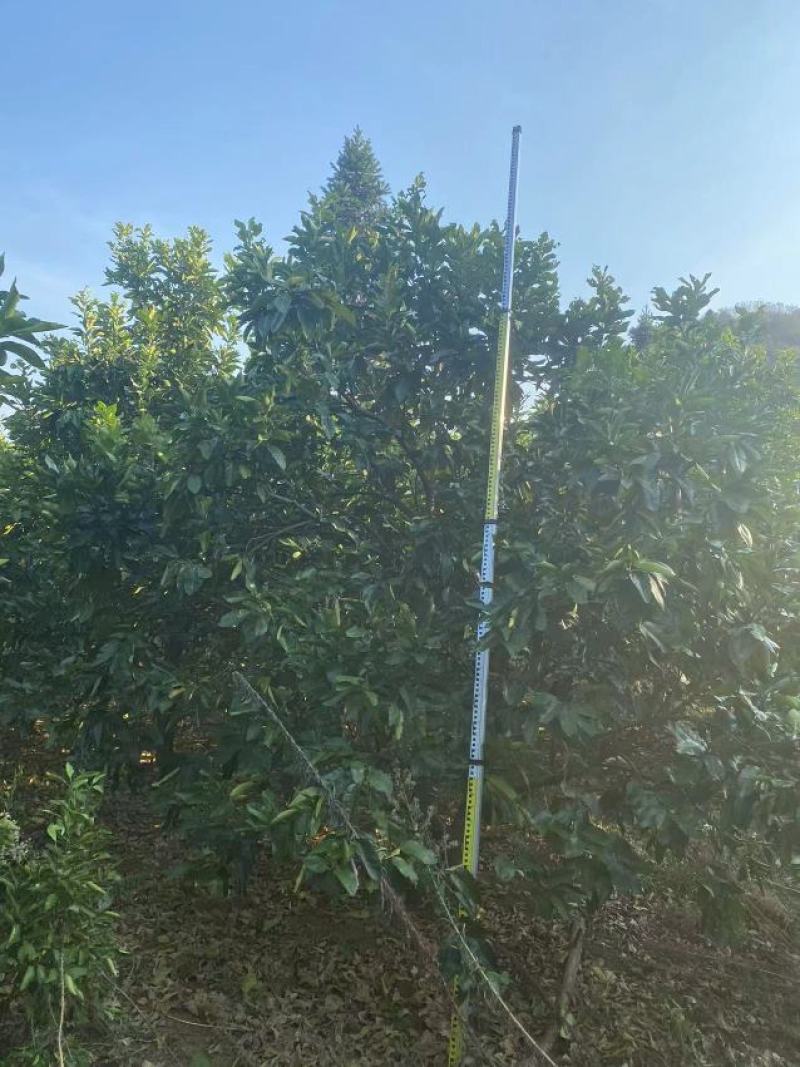 柚子树