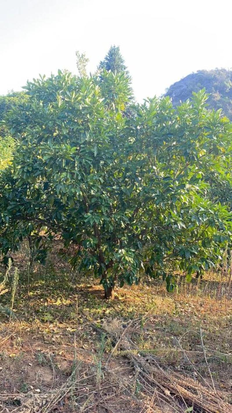 柚子树