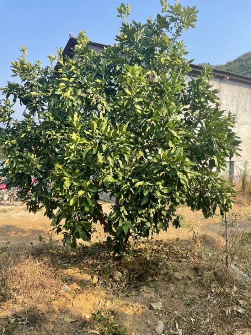 柚子树