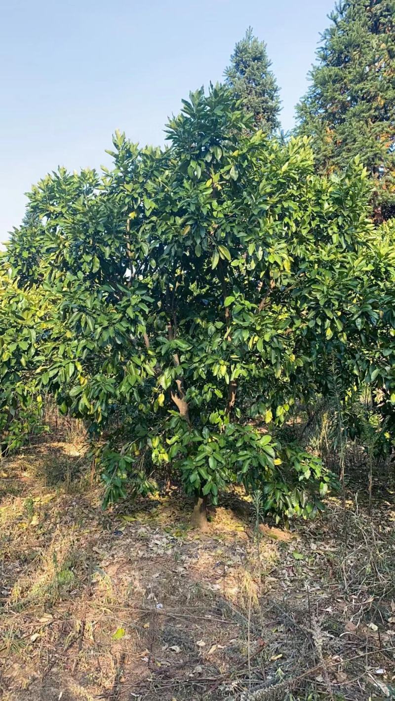 柚子树