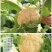 有机花菜青梗菜花小米粒安徽菜花白面花菜可代