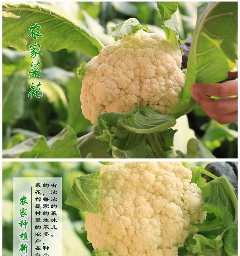 有机花菜青梗菜花小米粒安徽菜花白面花菜可代