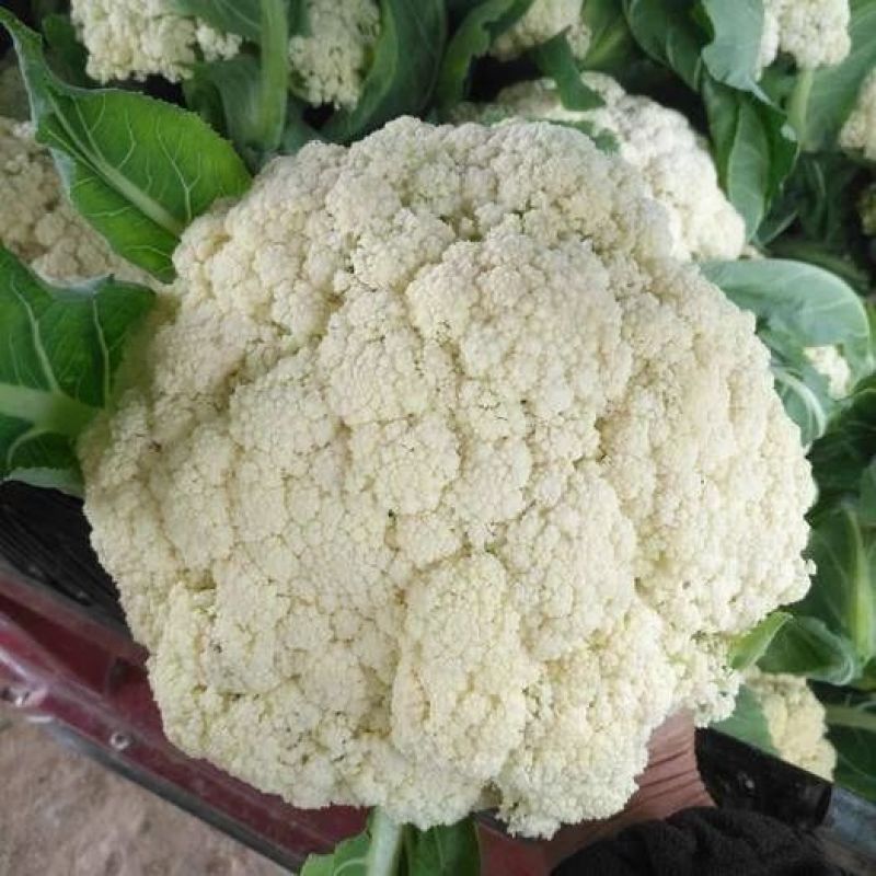 有机花菜青梗菜花小米粒安徽菜花白面花菜可代