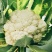 有机花菜青梗菜花小米粒安徽菜花白面花菜可代