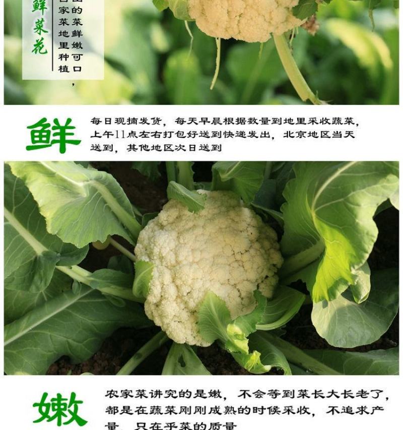 有机花菜青梗菜花小米粒安徽菜花白面花菜可代