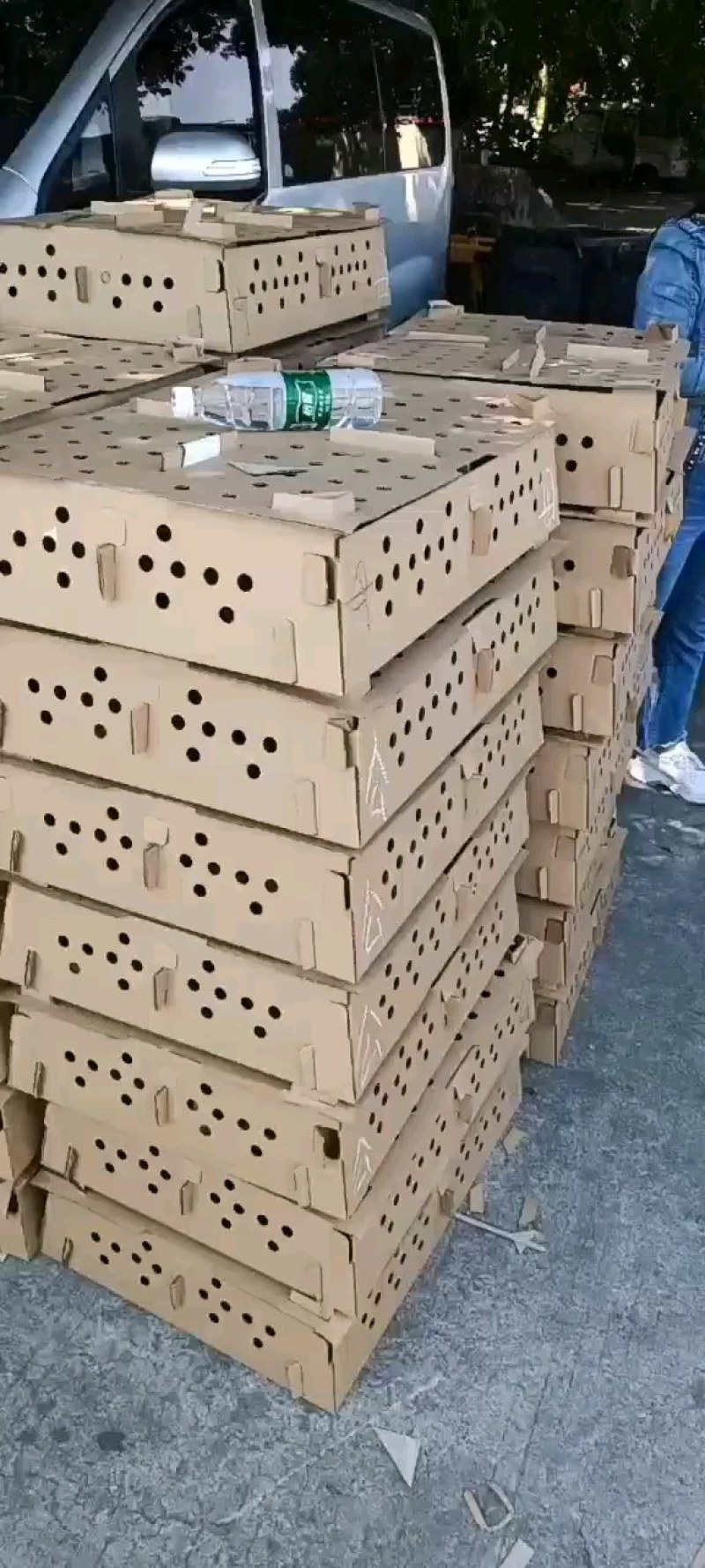 矮脚王矮脚黄土鸡苗优质黄优母优公出壳鸡苗必打疫苗全国发货
