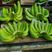 【热卖中】广西崇左市江州区万亩香蕉西贡蕉批发产地直发