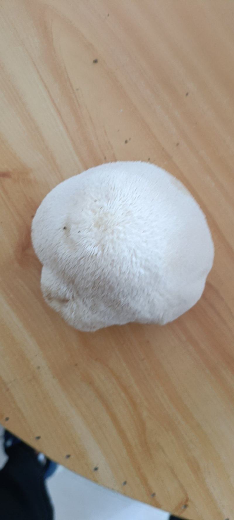 新鲜有机猴头菇煲汤原料养胃非野生干货