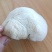 新鲜有机猴头菇煲汤原料养胃非野生干货