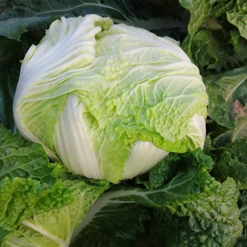 大包头