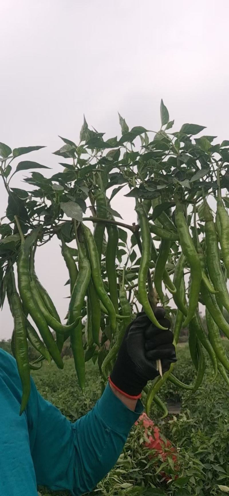 广东辣椒上市产地直采供应一手货源诚邀诚信合作
