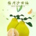 梅州金柚