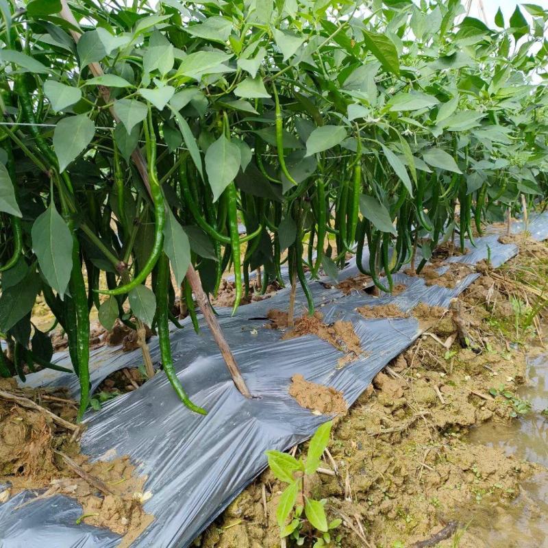 线椒新鲜现货供应露天耐运输口感香辣产地直发