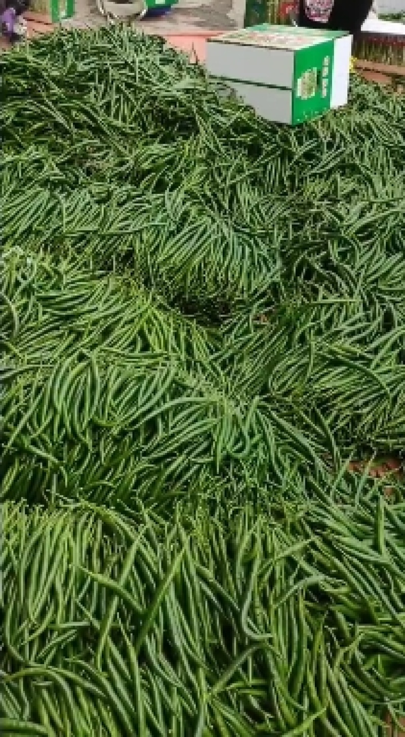线椒新鲜现货供应露天耐运输口感香辣产地直发