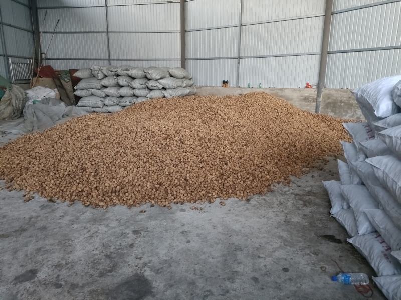 云南高山薄皮核桃