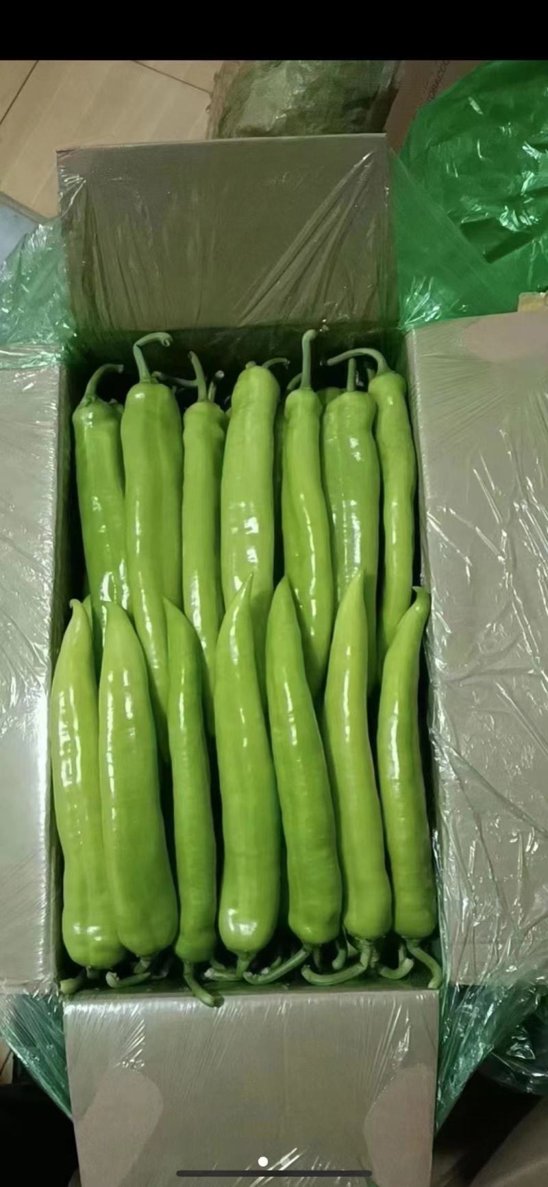 辽宁鞍山精品尖椒基地直供诚信经营保证保量欢迎拿货