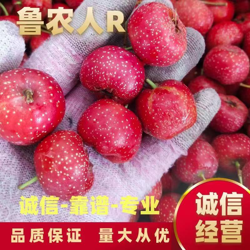 甜红子纯甜山楂，水果山楂糖雪球专用，手捡果质量好