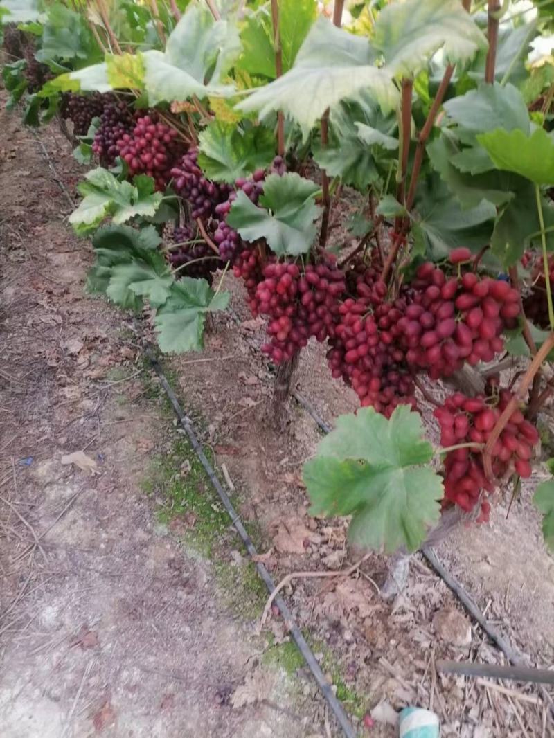 克伦生葡萄苗(晚熟自然无核，脆甜多汁，保纯保活基地直发)