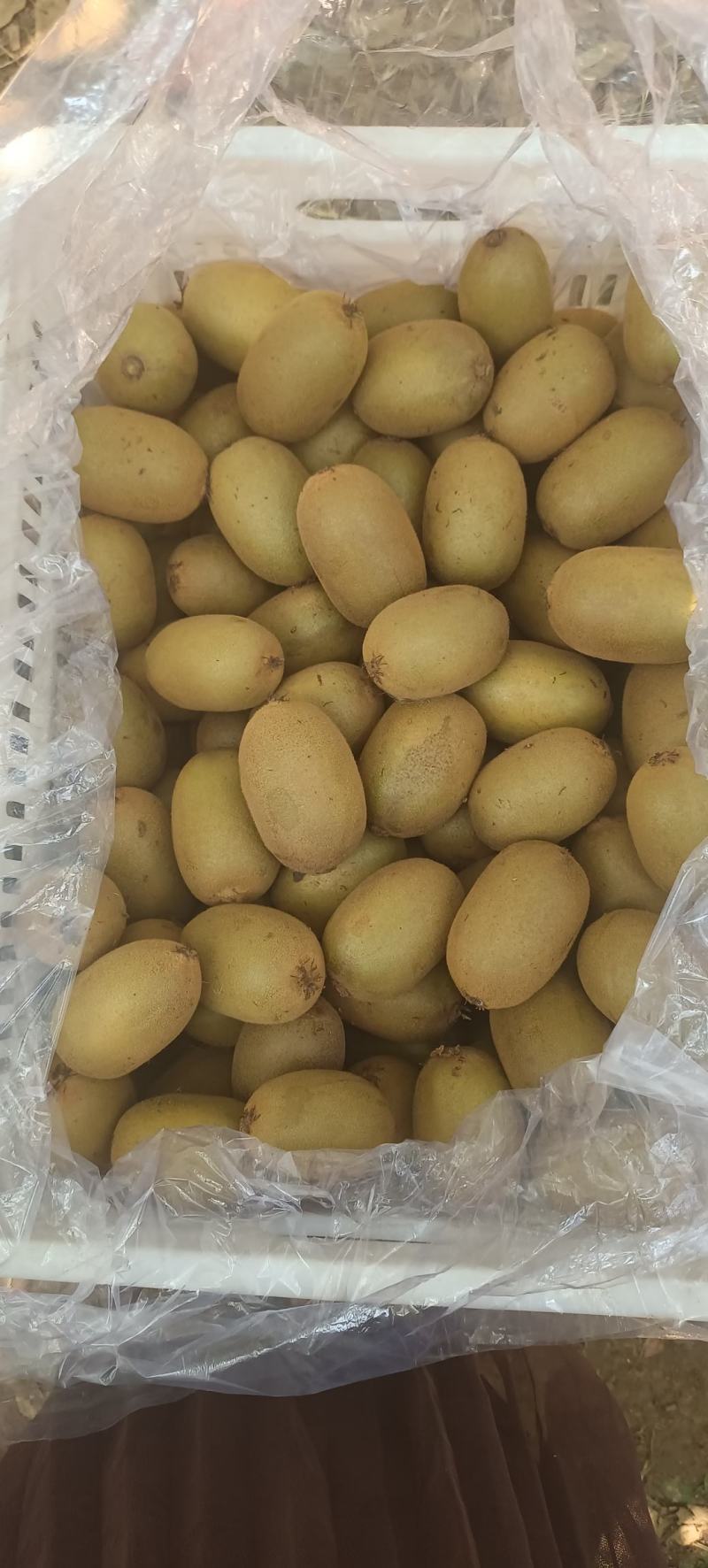 大量出售黄心猕猴桃金桃