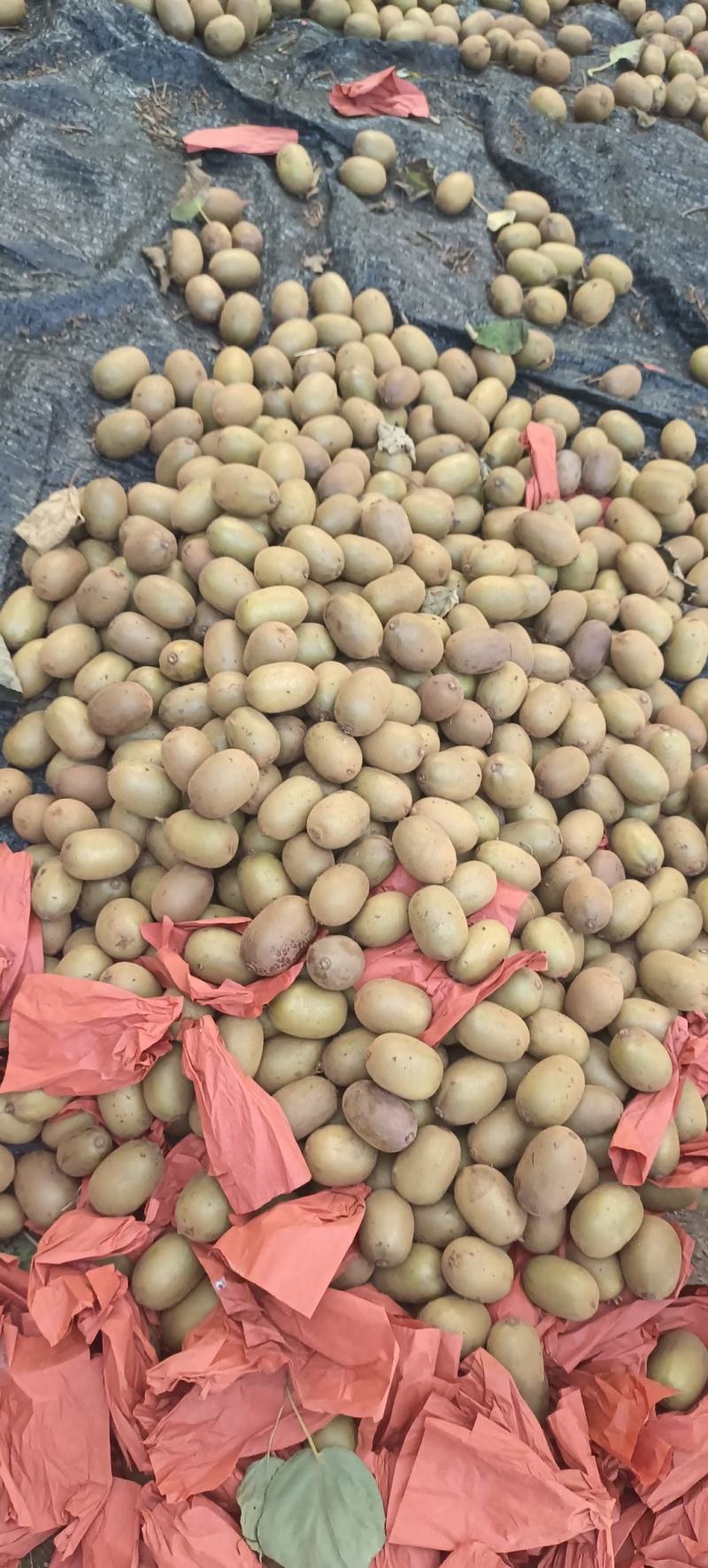 大量出售黄心猕猴桃金桃