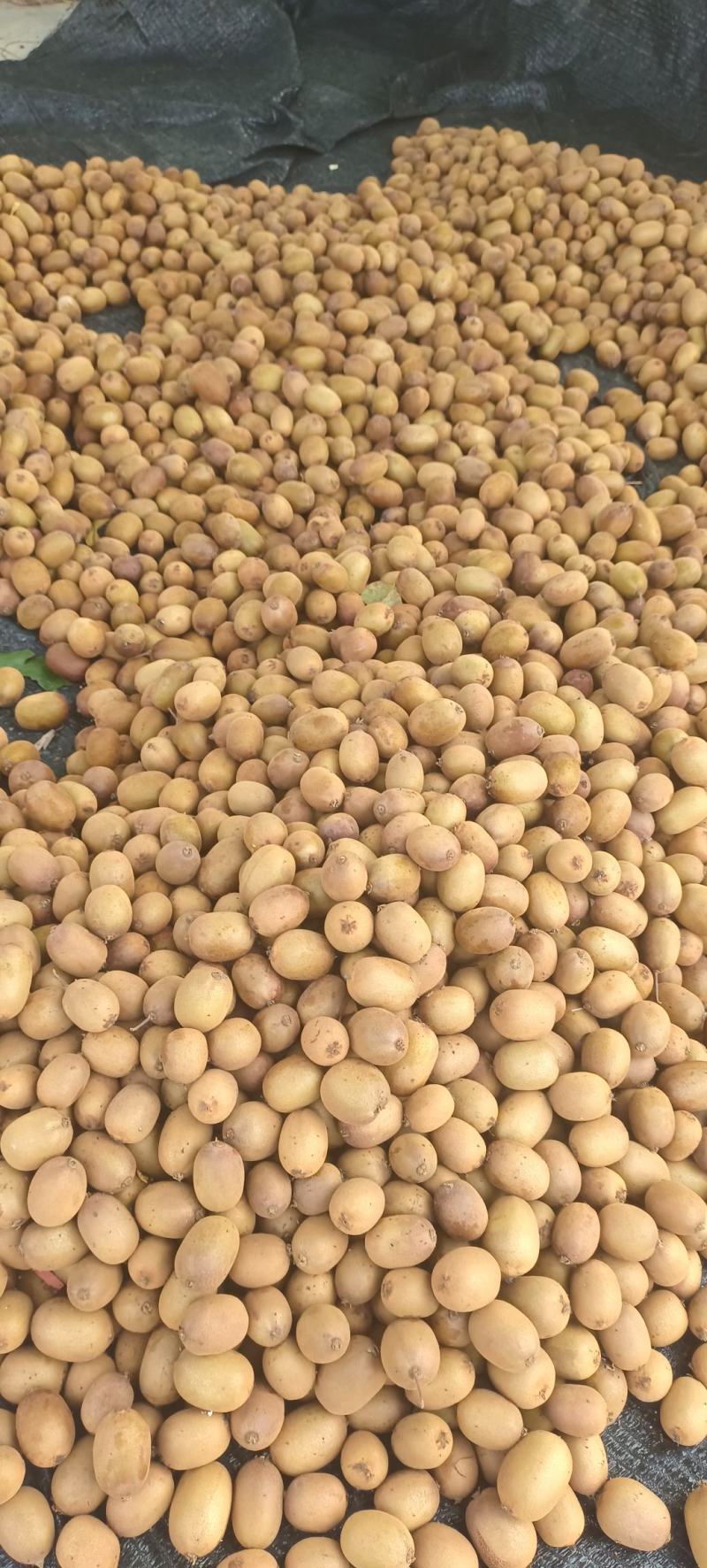 大量出售黄心猕猴桃金桃