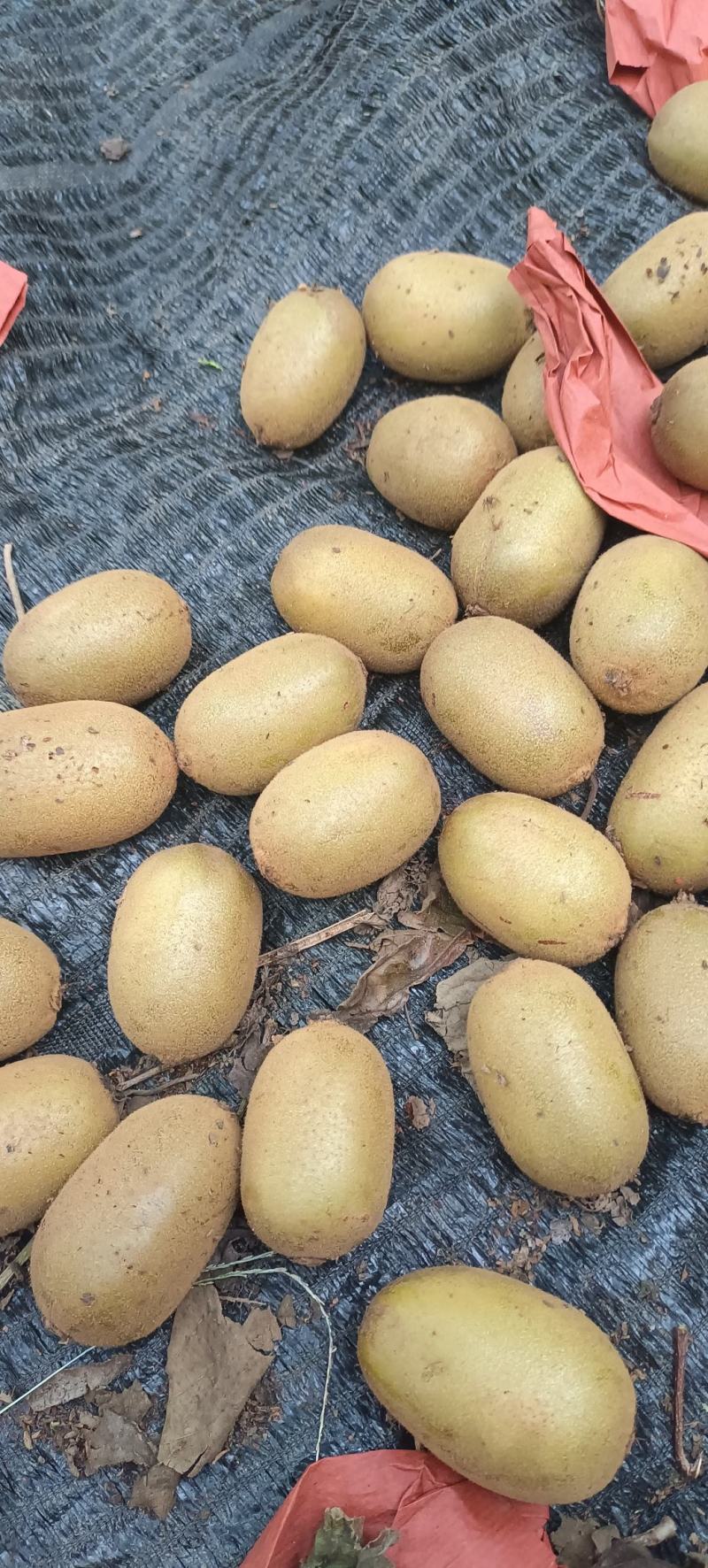 大量出售黄心猕猴桃金桃
