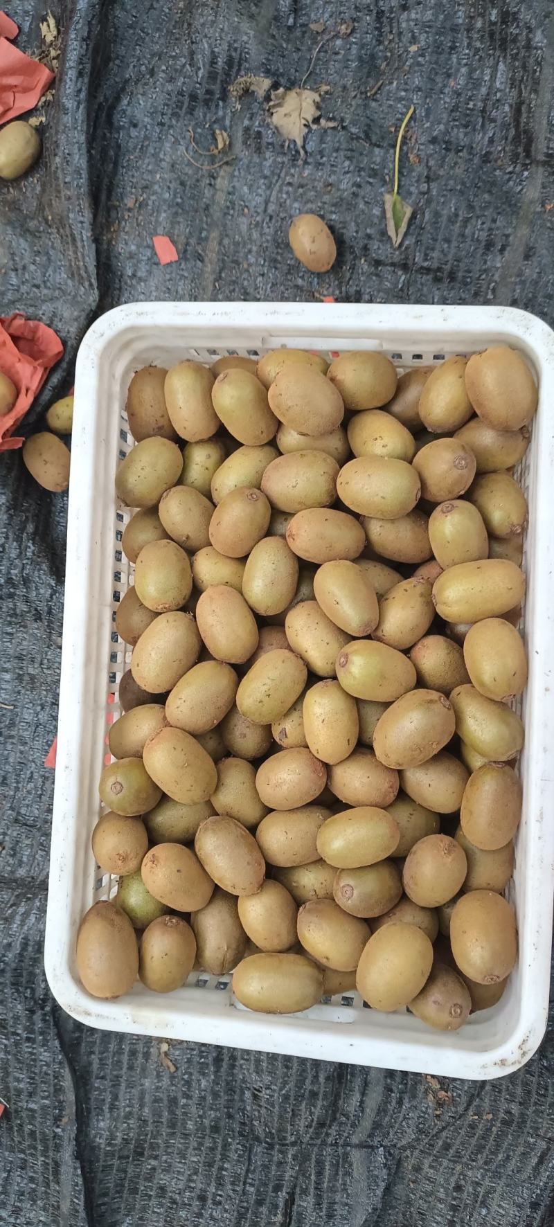 大量出售黄心猕猴桃金桃