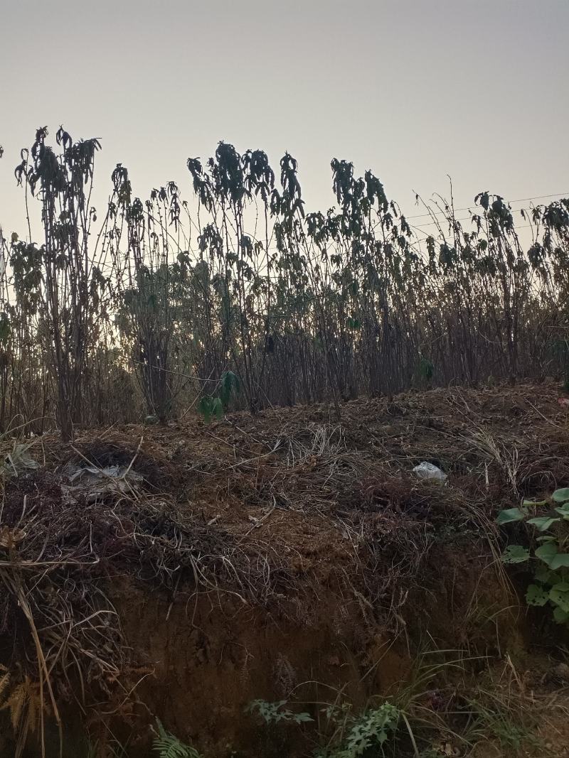 广西桂林大量五指毛桃，有需要的联系我