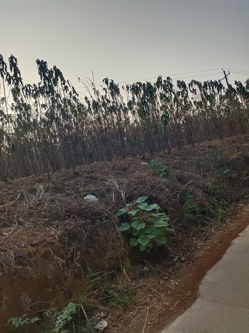 广西桂林大量五指毛桃，有需要的联系我