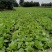 本地145黄心彩色白菜，均匀颗颗饱满