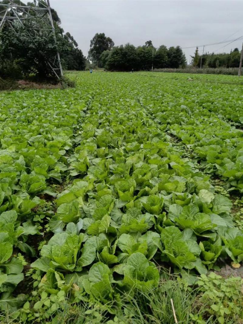 本地145黄心彩色白菜，均匀颗颗饱满