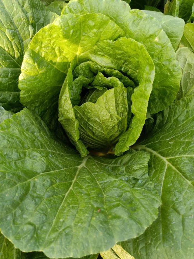 本地145黄心彩色白菜，均匀颗颗饱满