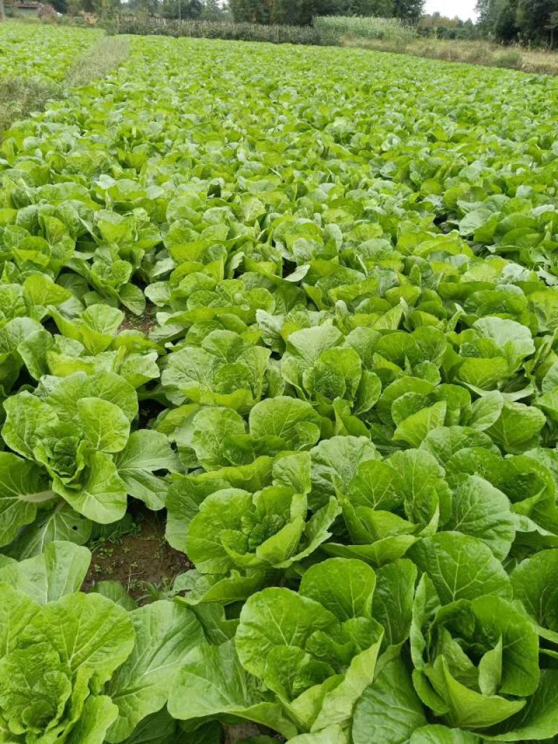 本地145黄心彩色白菜，均匀颗颗饱满