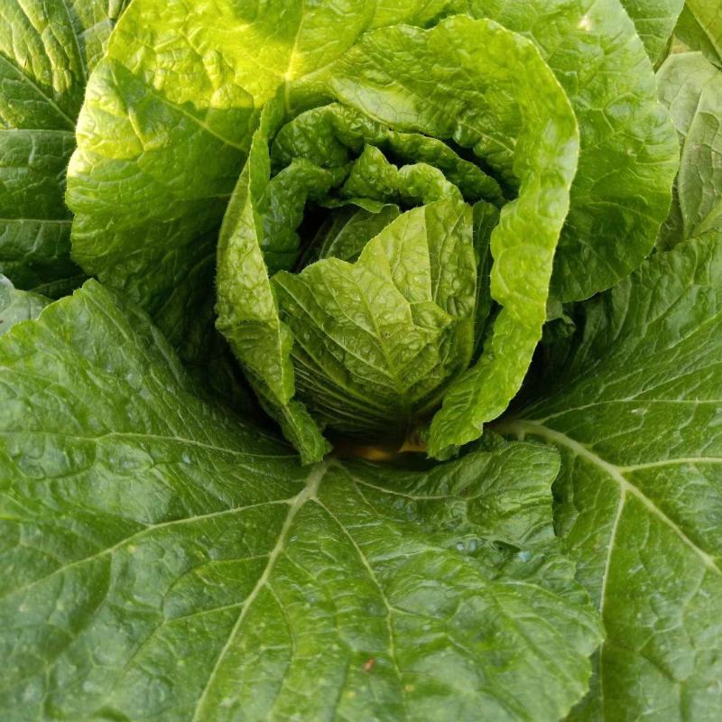 本地145黄心彩色白菜，均匀颗颗饱满