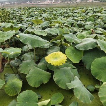 我种植莲藕50亩