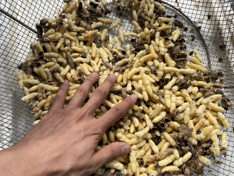 河南省南阳市西峡县伏牛山纯野生熟冻树蜂蜂蛹