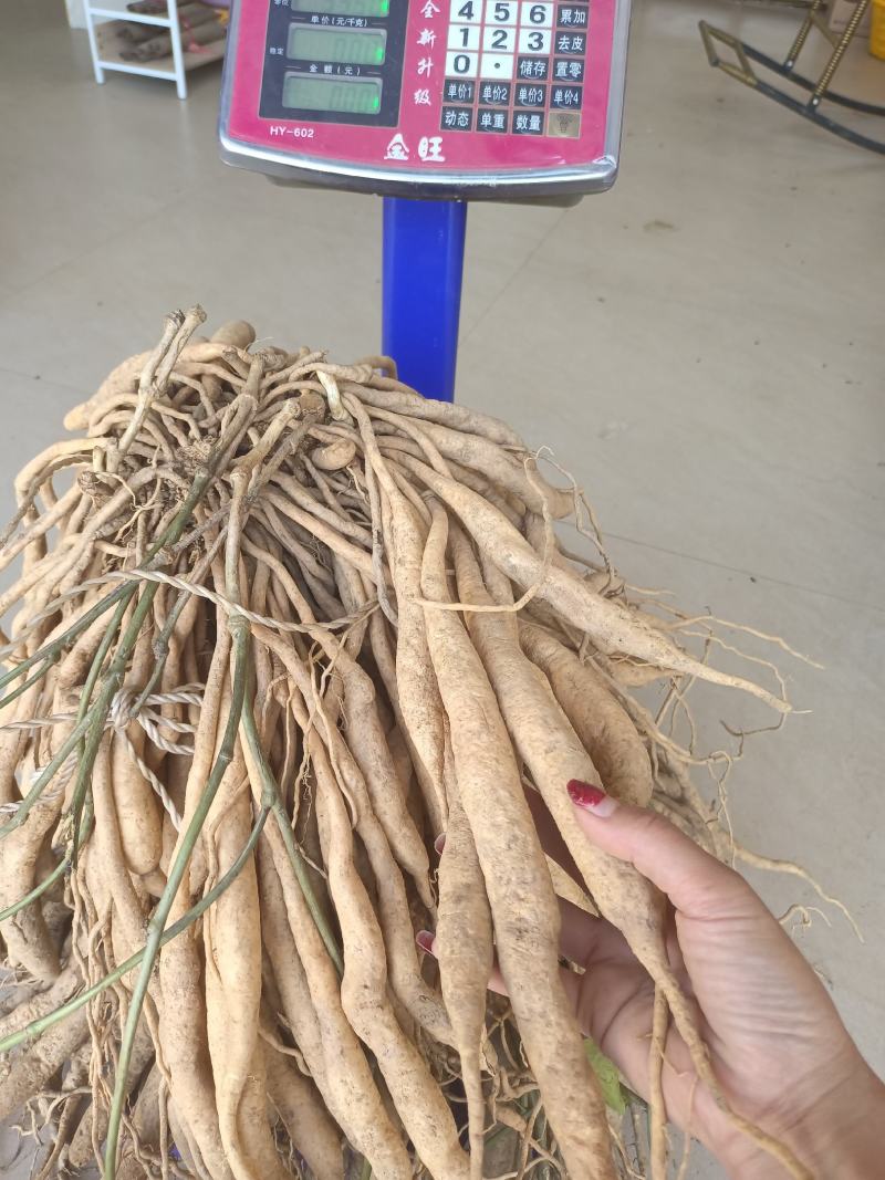 正宗红花百部种子，包发芽，包技术！底价批发