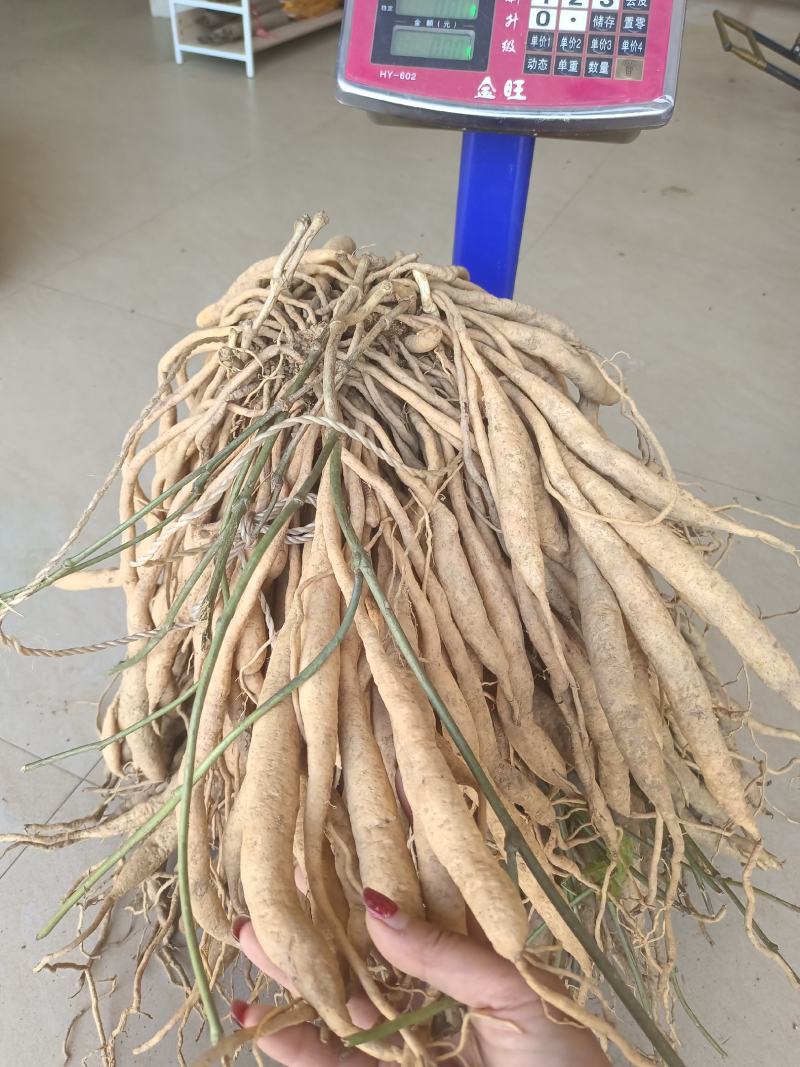 正宗红花百部种子，包发芽，包技术！底价批发