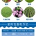50%多菌灵杀菌剂悬浮剂赤霉病稻瘟病白粉病炭疽病果树蔬菜