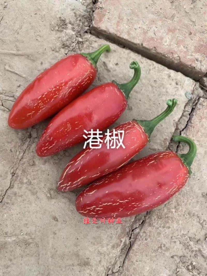 子弹头港椒种子墨西哥辣椒种子抗病味浓辣，适合鲜食腌渍加工