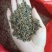 正宗红花百部种子，包发芽，包技术！底价批发