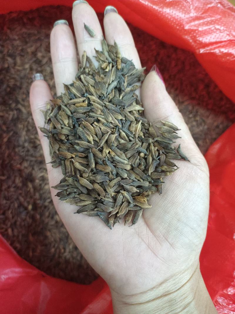 正宗红花百部种子，包发芽，包技术！底价批发