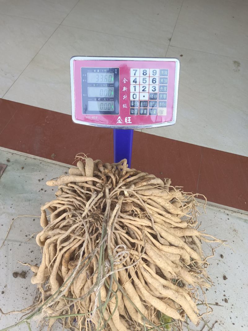 正宗红花百部种子，包发芽，包技术！底价批发