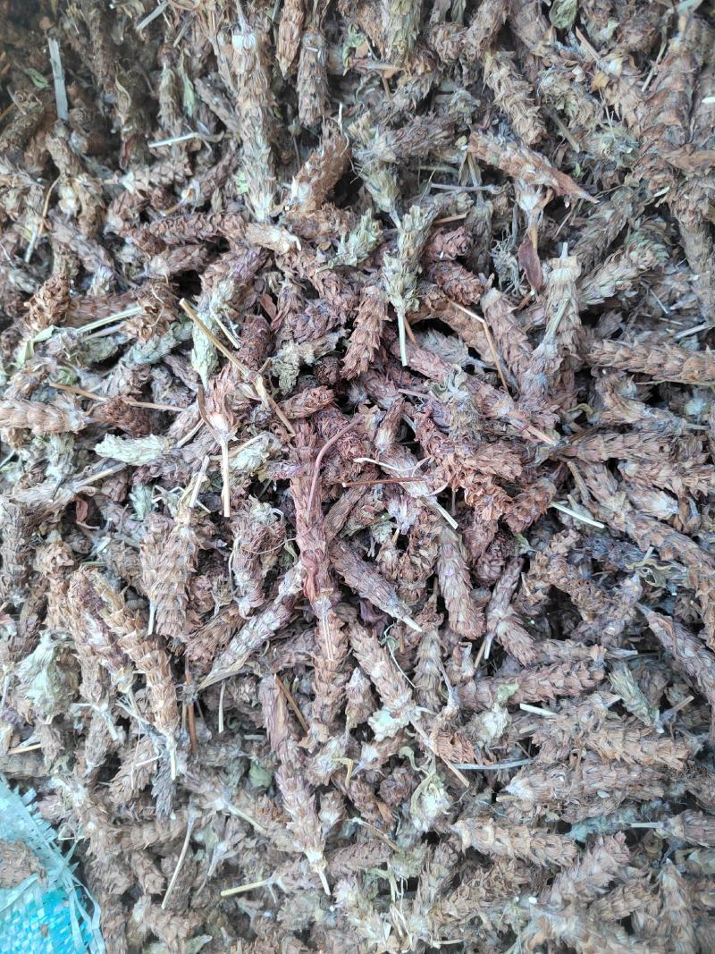 夏枯草，含量够，今年新货，纯干无杂质